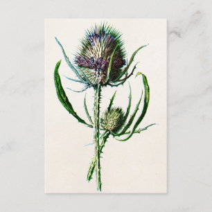Cartão Vintage 1902 Old Scottish Thistle Wild Flower