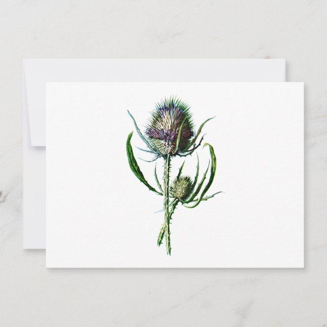 Cartão Vintage 1902 Scottish Thistle Antique Wild Flower (Frente)