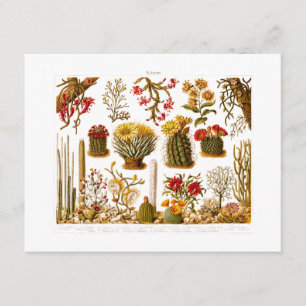 Cartão Vintage 1911 Flor De Cactus Ilustração Floral Anti