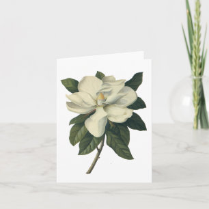 Cartão Vintage Blooming White Magnolia Blossom Flowers