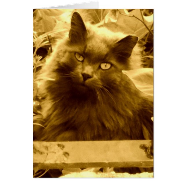 Cartão Vintage Blue Cat Russo (Frente)