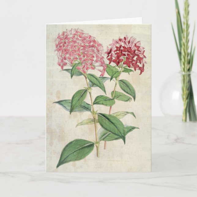 Cartão Vintage Botânica New Hybrid Bouvardias (Frente)
