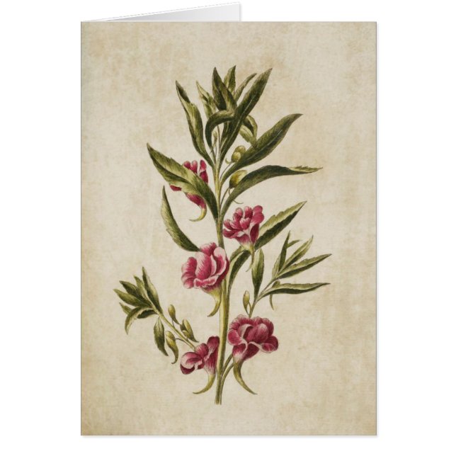 Cartão Vintage Botanical Floral Balsam Ilustração (Frente)