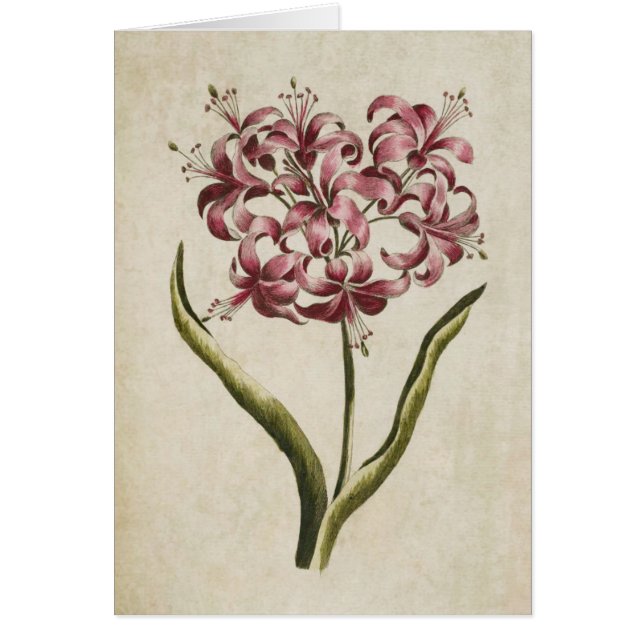 Cartão Vintage Botanical Floral Guernsey Lily (Frente)