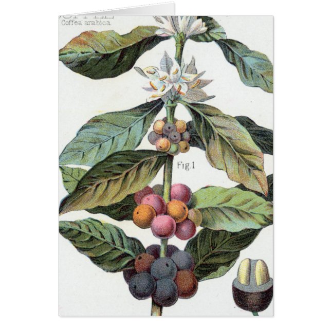 Cartão Vintage Café Trabalho de arte (Frente)