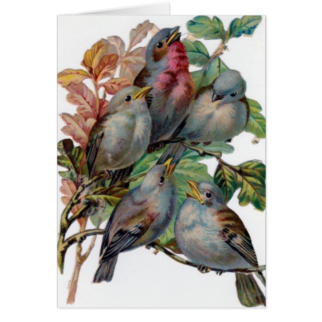 Cartão Vintage - cinco pássaros da canção, (Frente)