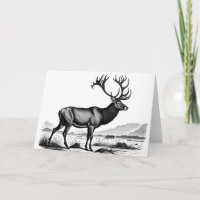Vintage Engrave de uma Reindeer Birthday