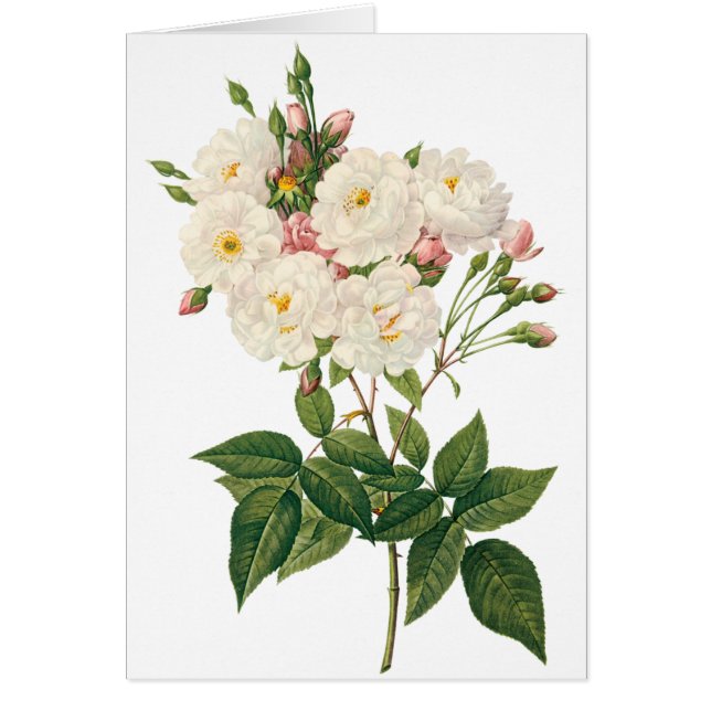 Cartão Vintage Flowers Floral Blush Noisette Redout (Frente)