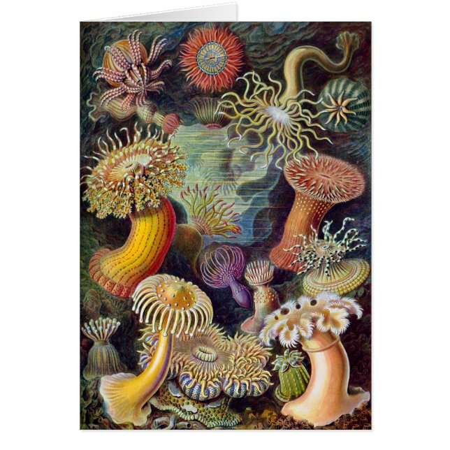 Cartão Vintage Haeckel Anemone (Frente)