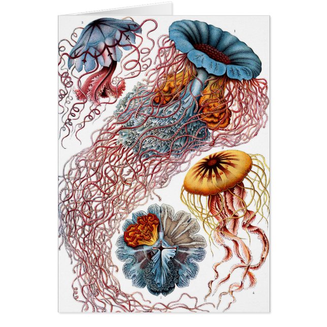 Cartão Vintage Jellyfish, de Ernst Haeckel, Discomedusae (Frente)