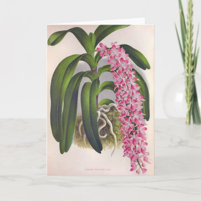 Cartão Vintage Lilac Orchid Aerides Fieldingi Lindenia (Frente)