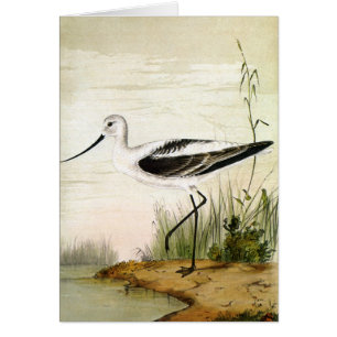 Cartão Vintage Marine Life Shorebird , aves evitadas