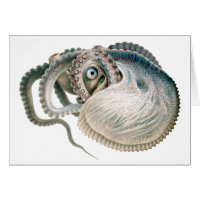 Vintage Octopus Argonaut, Animais da Vida Marinha