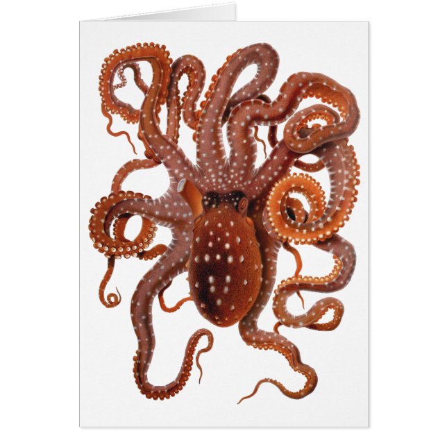 Cartão Vintage Octopus Macropus, Animais Aquáticos Marinh (Frente)