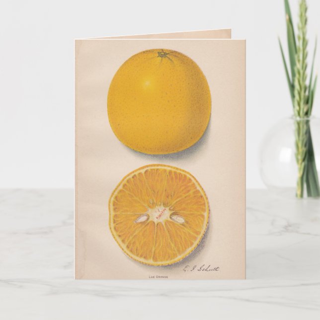 Cartão Vintage Oranges Greeting Card (Frente)