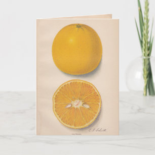 Cartão Vintage Oranges Greeting Card