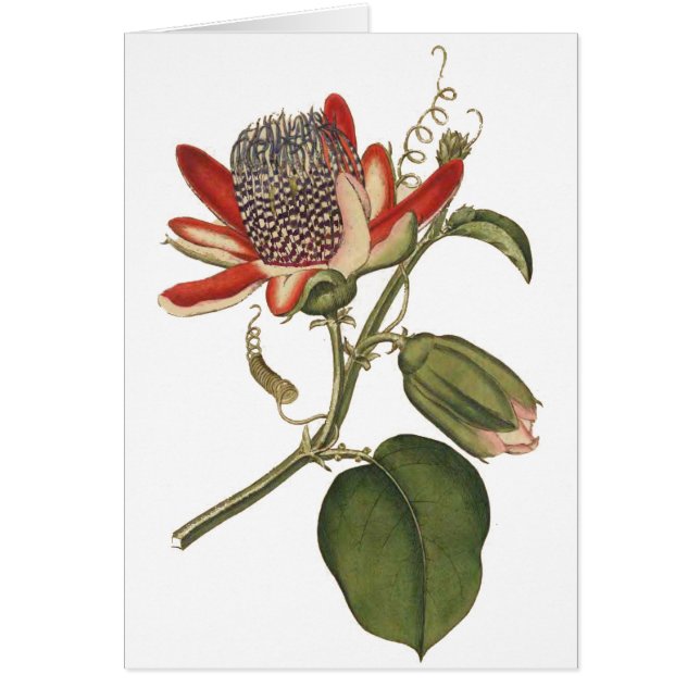 Cartão Vintage Passion Flower (Frente)