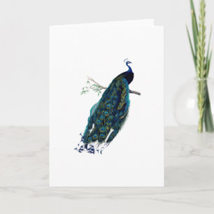 Cartão Vintage Peacock Illustration greeting