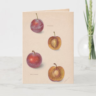 Cartão Vintage Plums Greeting Card