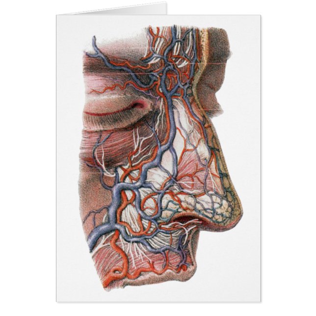 Cartão Vintage Science Anatomia Humana, Face com Nariz (Frente)