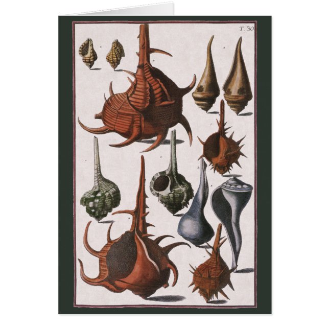 Cartão Vintage Seasheles, Vida Marinha, Conchas Marítimas (Frente)