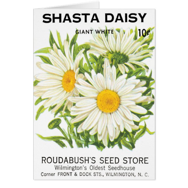 Cartão Vintage Seed Packet Art, Shasta Daisy Flowers (Frente)