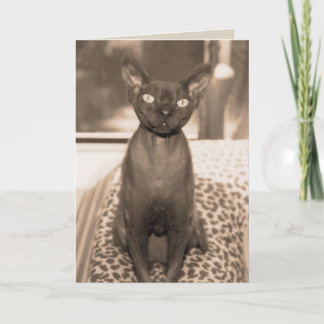 Cartão Vintage Style Devon Rex Cat Photograph