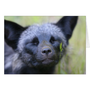 Cartão Vinte-e-um a raposa