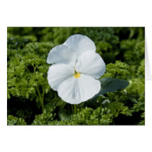 Cartão Viola Branco