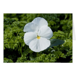 Cartão Viola Branco