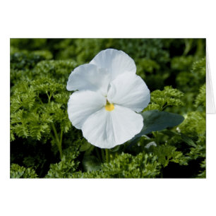 Cartão Viola Branco
