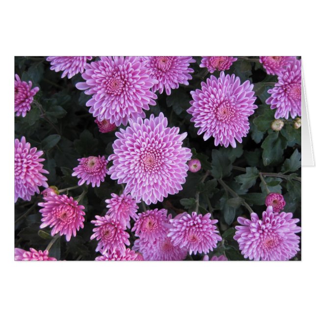 Cartão Violet Chrysanthemums (Frente Horizontal)