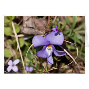 Cartão Violeta de Pássaros com Bluets