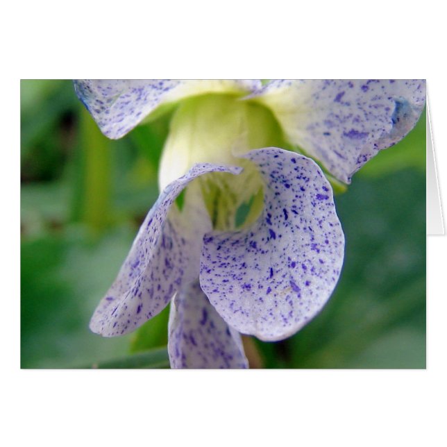 Cartão Violeta Detectada (Frente Horizontal)