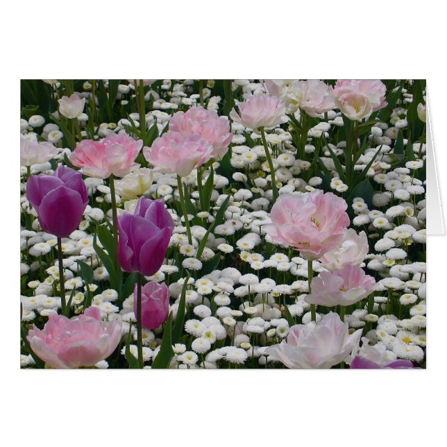 Cartão Violeta Entre O Rosa Pálido (Frente Horizontal)
