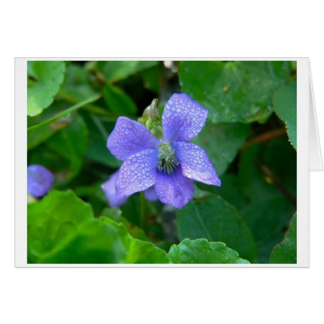 Cartão Violeta na Chuva (Frente horizontal)