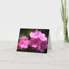 Cartão Violetas Pink Violette Africaine Saintpaulia Flore