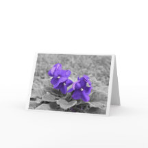 Violetas Roxos, carta