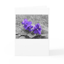 Violetas Roxos, carta