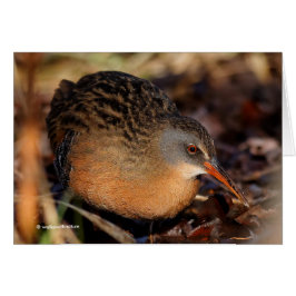Cartão Virginia Rail no Underbrush