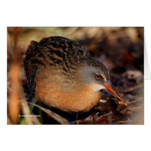 Cartão Virginia Rail no Underbrush