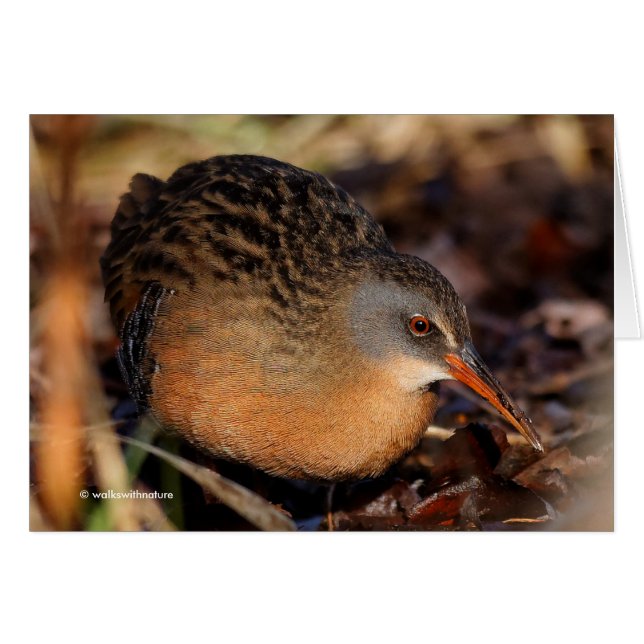 Cartão Virginia Rail no Underbrush (Frente Horizontal)