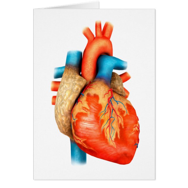 Cartão Visão Frontal Do Coração Humano (Frente)