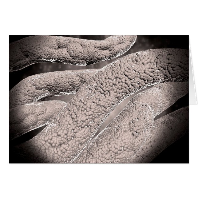 Cartão Visão Microscópica Da Formação De Corncob (Frente Horizontal)