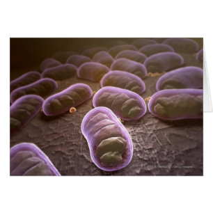 Cartão Visão microscópica das bactérias