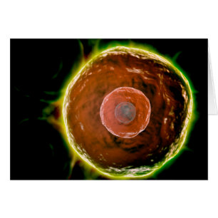 Cartão Visão Microscópica Das Células B Humanas 2