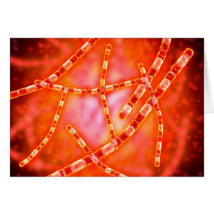 Cartão Visão Microscópica Do Antraz 1