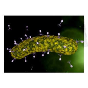 Cartão Visão Microscópica Do Atacamento De Bacteriófagos