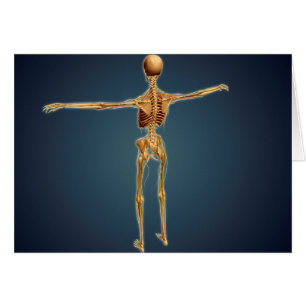Cartão Visão Traseira Do Esqueleto Humano Com Sistema Ner