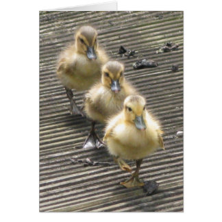 Cartão Visitantes do pato